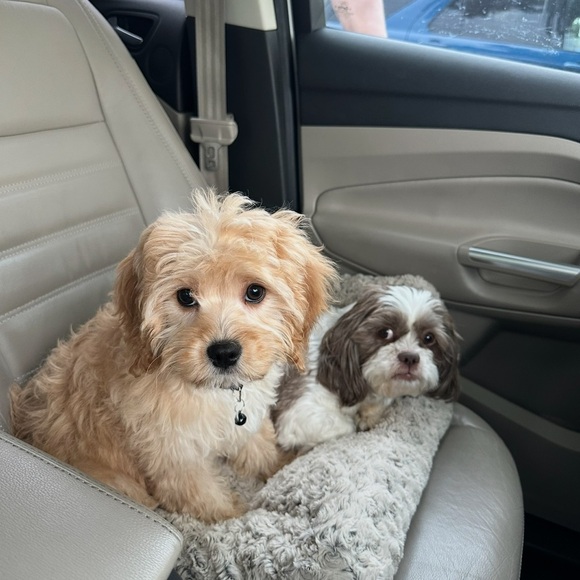 BOUGIEB_COUTURE Live Show Notification - Picture 6 of 16